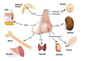 Przysadka mózgowa: działanie, hormony, choroby