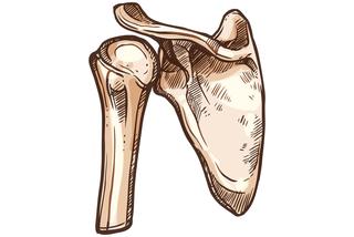 Łopatka człowieka – budowa, funkcje, ruchy i ból łopatki