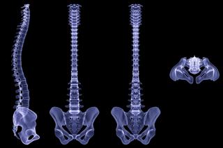 Kręgosłup – budowa, funkcje, biomechanika i choroby