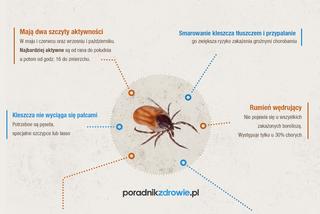 Obalamy 12 najpopularniejszych mitów o kleszczach