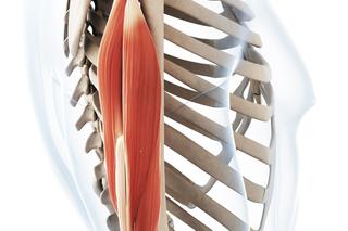 Mięsień trójgłowy ramienia – budowa, funkcje i ćwiczenia na triceps