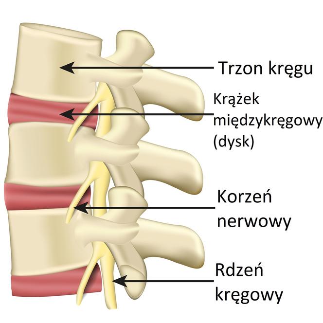 Kręgosłup