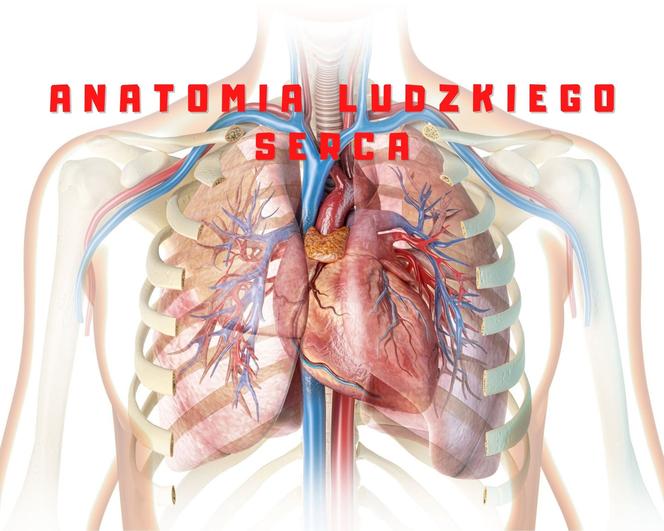 Anatomia ludzkiego serca