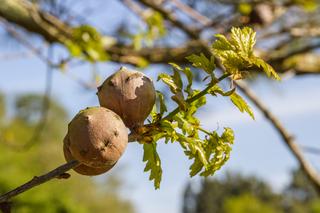 Natura potrafi zaskoczyć! Co to są galasy?