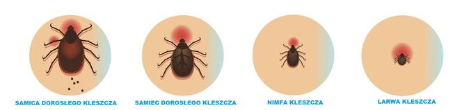 Cykl rozwojowy kleszcza